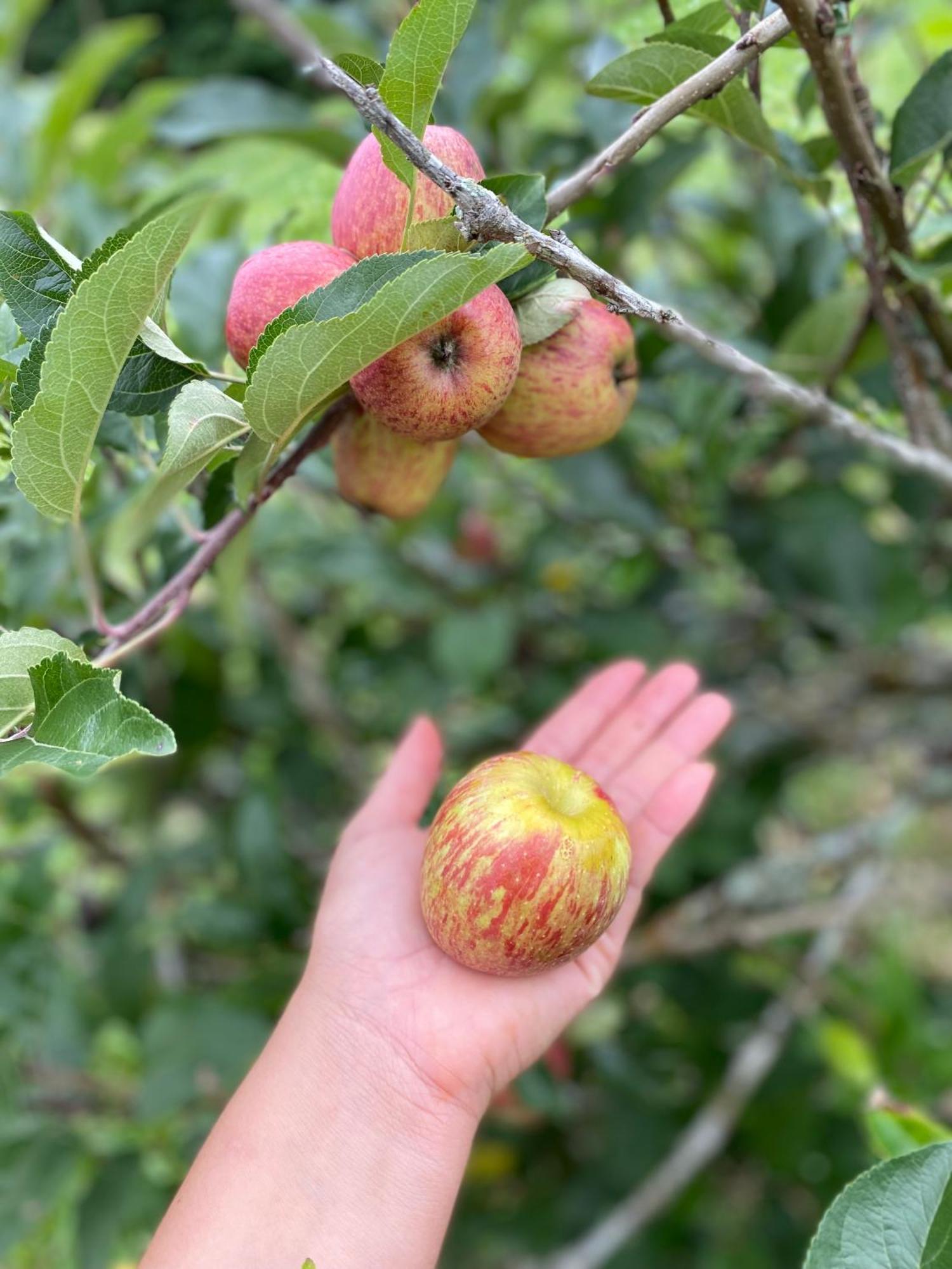 Chales Fazenda Floresta Das Araucarias Cunha Esterno foto