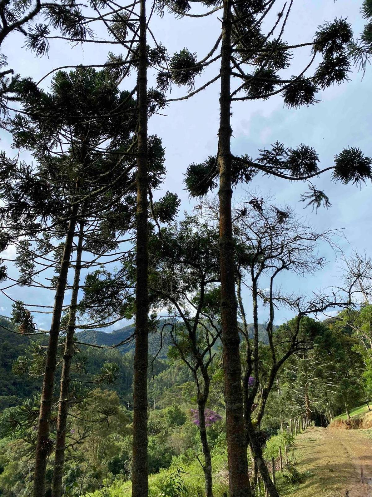 Chales Fazenda Floresta Das Araucarias Cunha Esterno foto