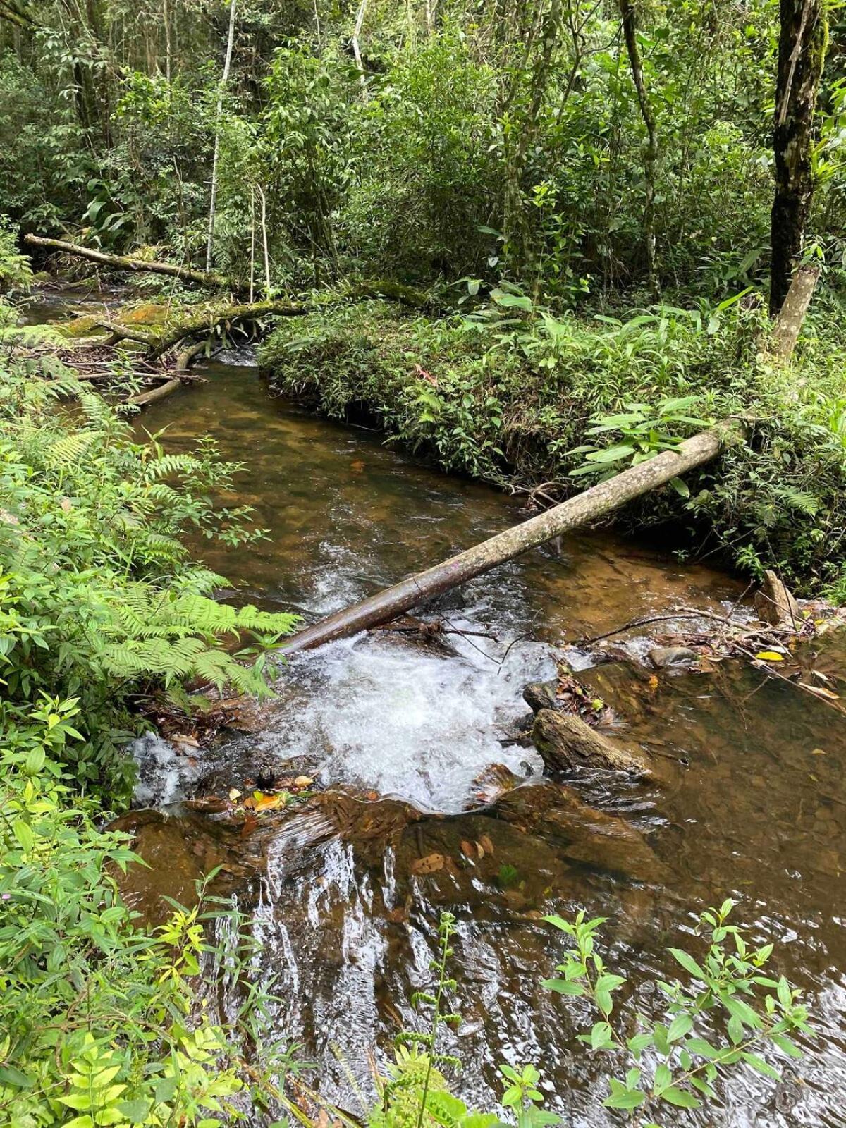 Chales Fazenda Floresta Das Araucarias Cunha Esterno foto